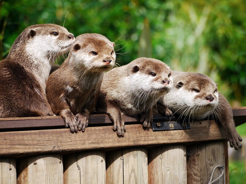 four otters on a wooden fence