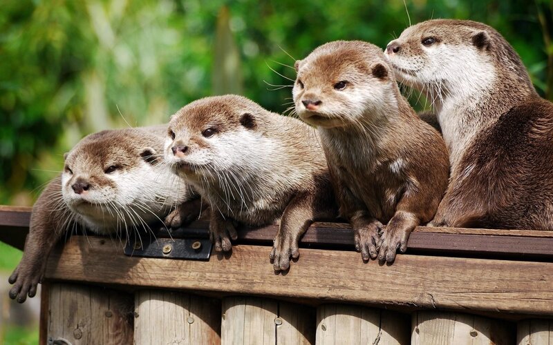 four otters on a wooden fence