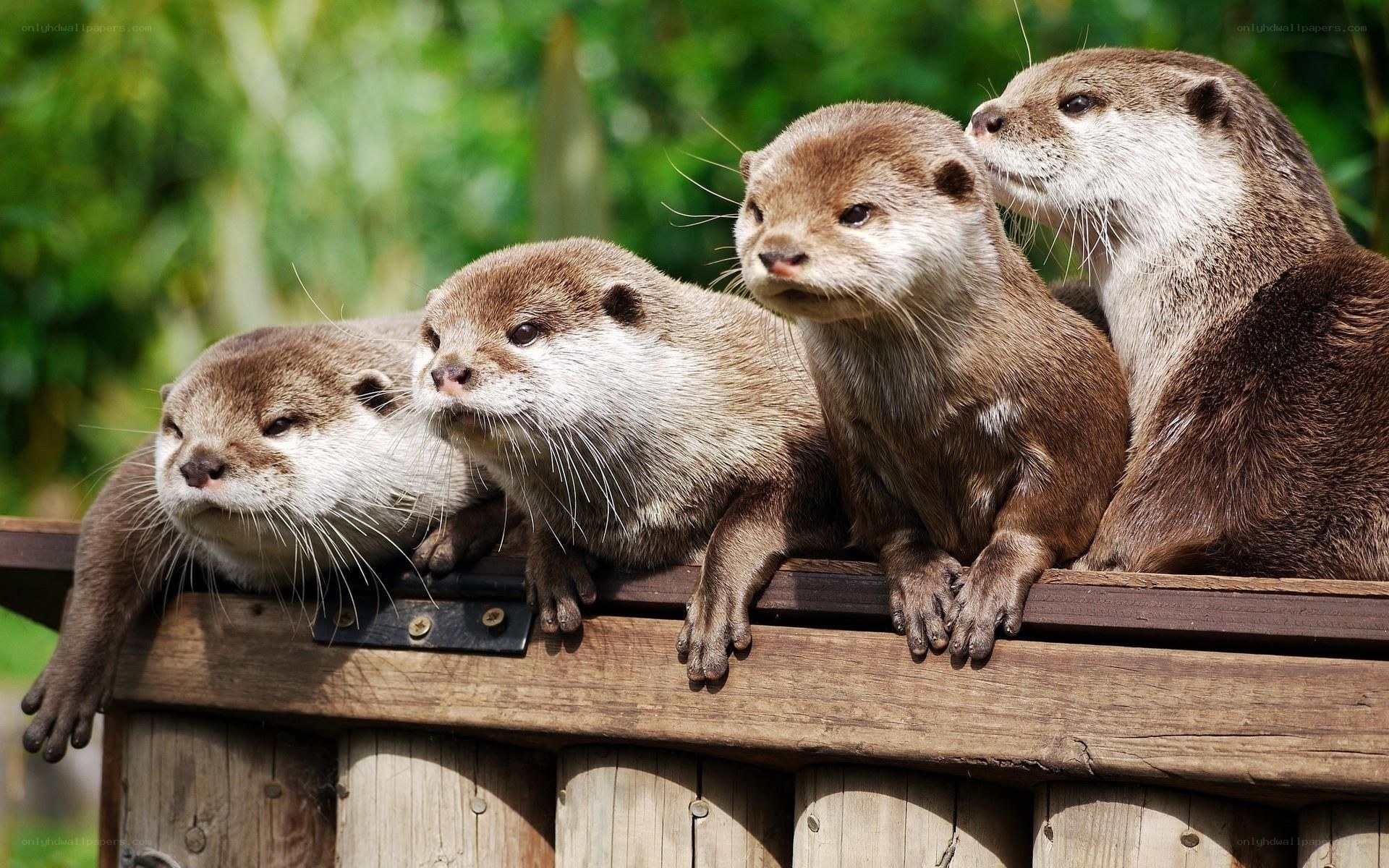 four otters on a wooden fence