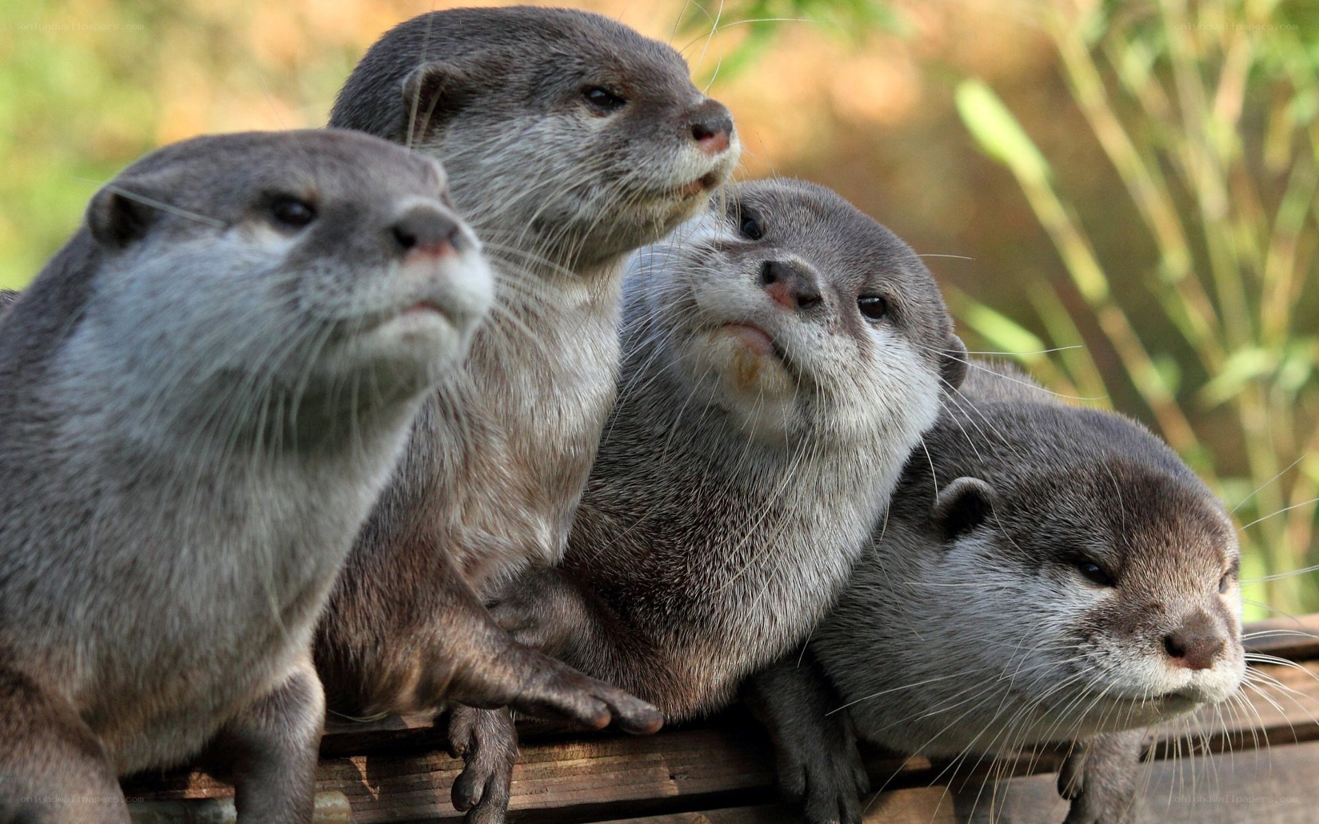 four otters on a wooden surface