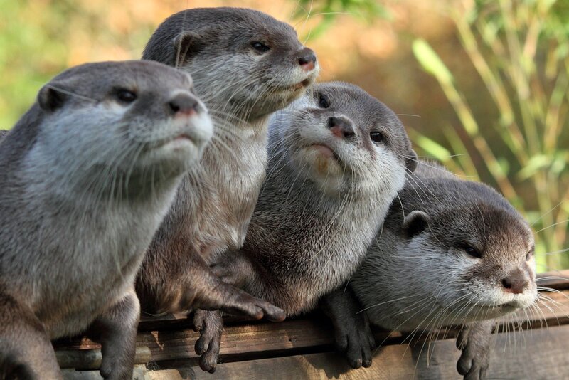 Four Otters on Wood — Gray