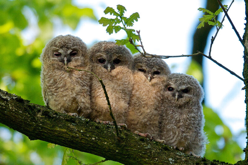 Four Owlets on Branch