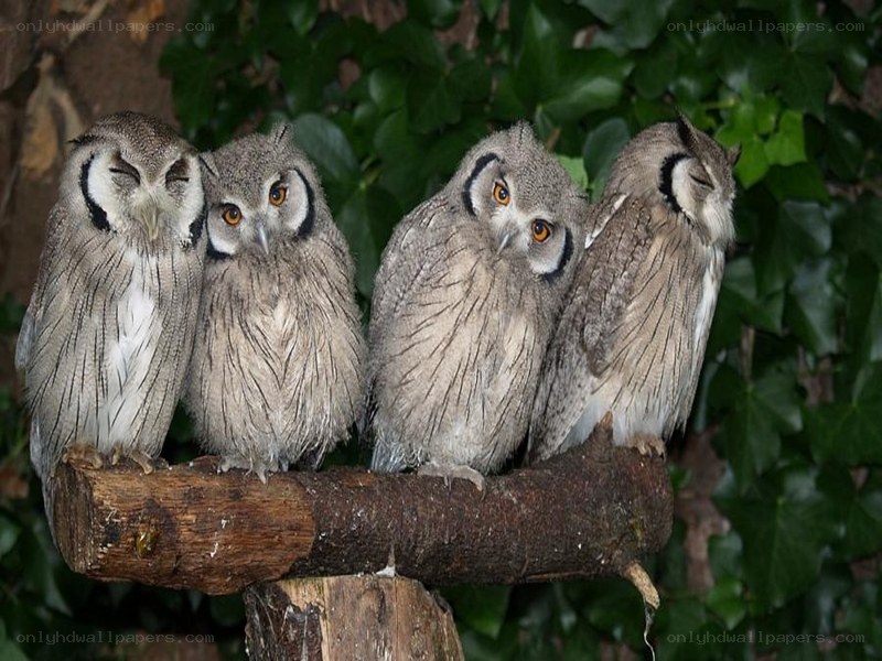 four owls on a branch