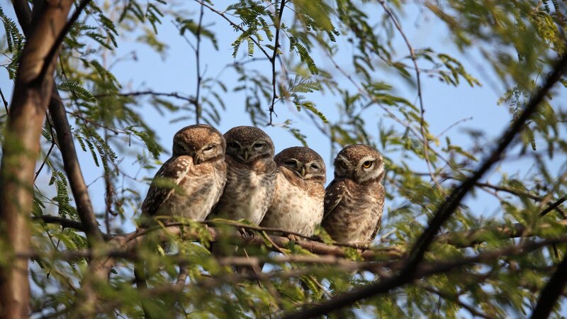Four Owls on a Branch — Brown, Calm, Afternoon