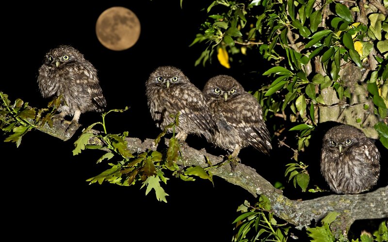 Four Owls on a Branch — Brown