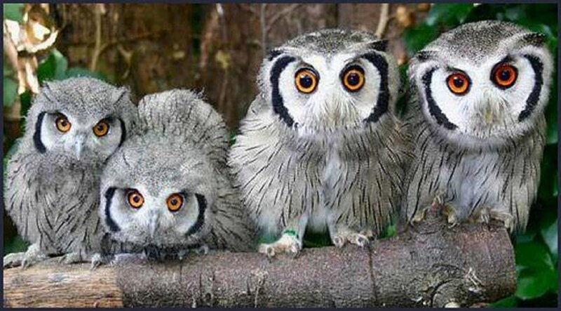 Four Owls on a Branch — Gray