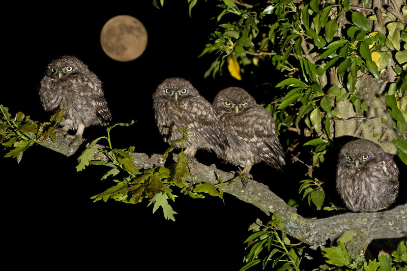 Four Owls on a Branch — Green