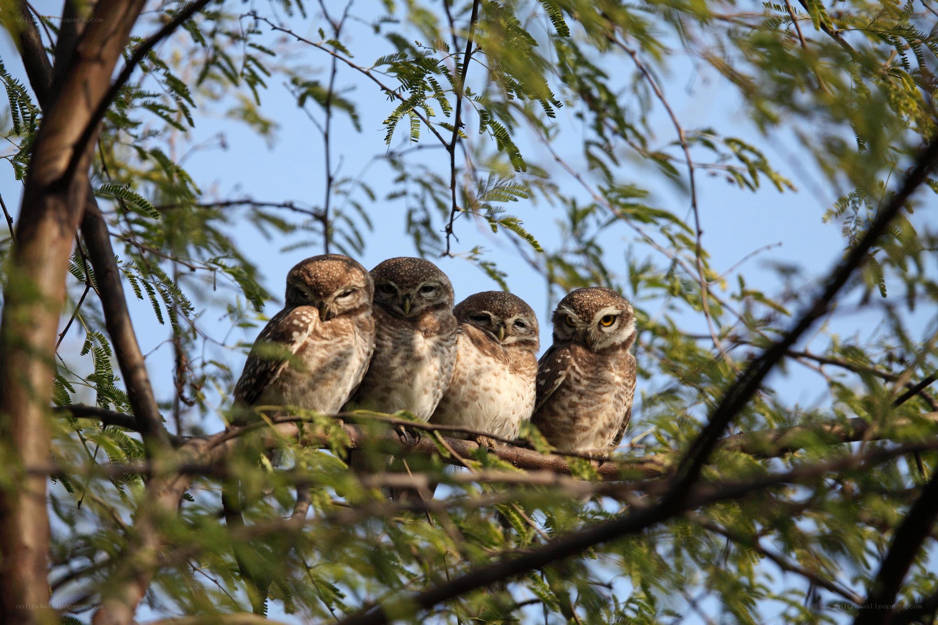 four owls on a branch