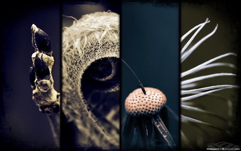 Four-panel nature macro collage
