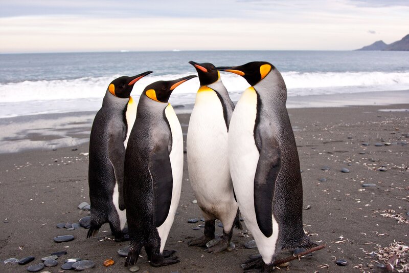 Four Penguins on Beach — Black