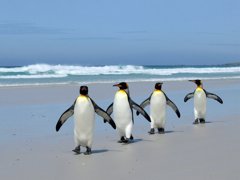 Four Penguins on Beach — Blue