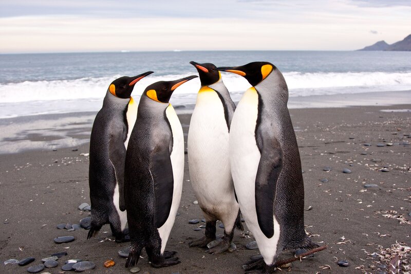 Four Penguins on Beach