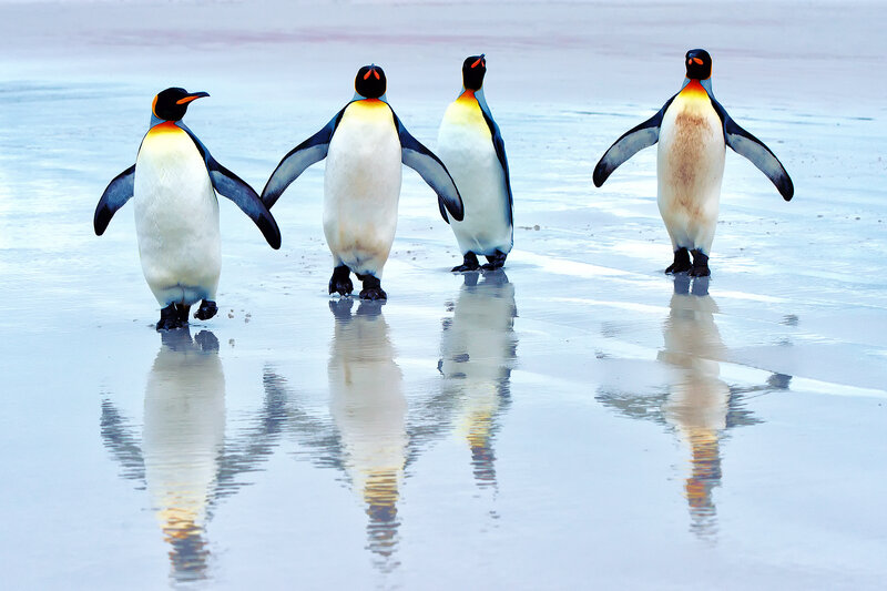 Four Penguins Walking