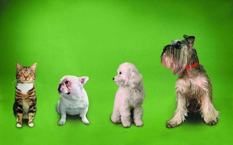 four pets on green background
