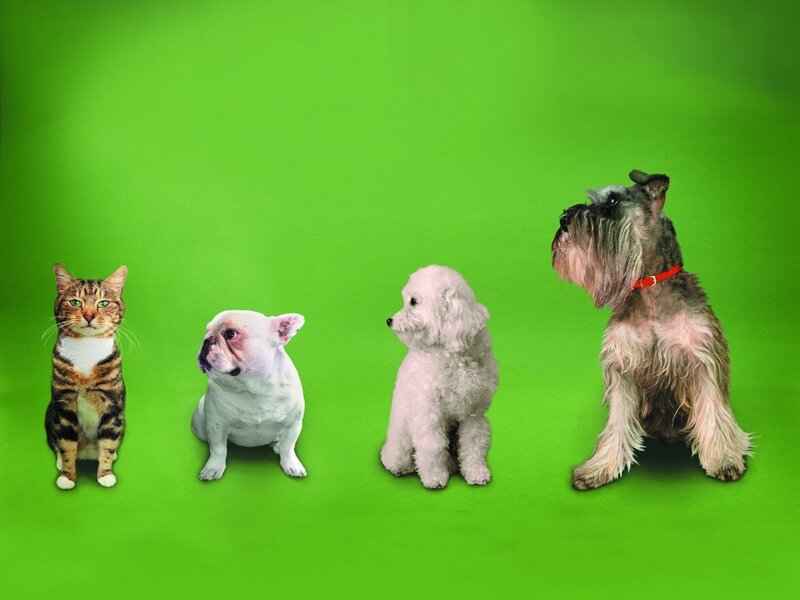 Four Pets on Green Screen