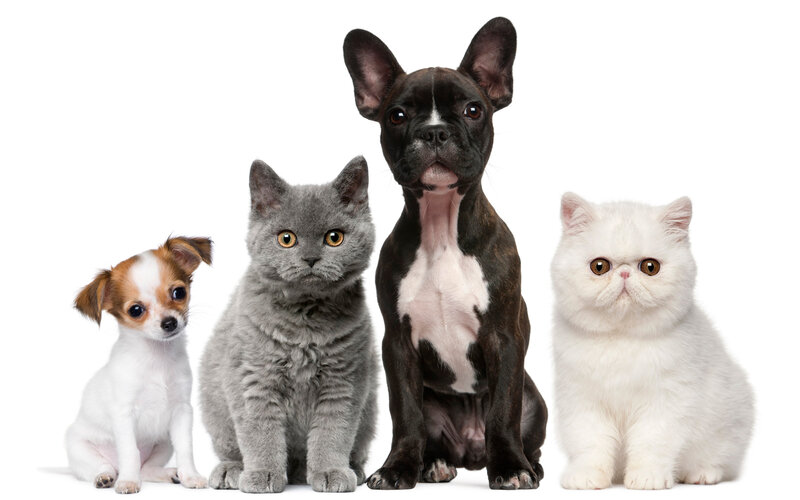 Four Pets Sitting