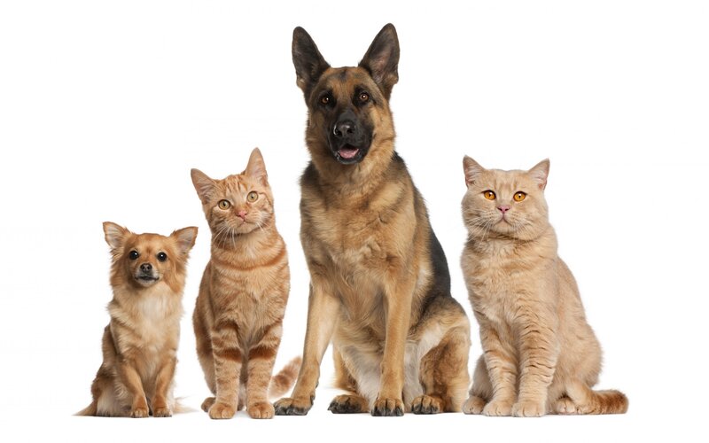 Four Pets Sitting — White