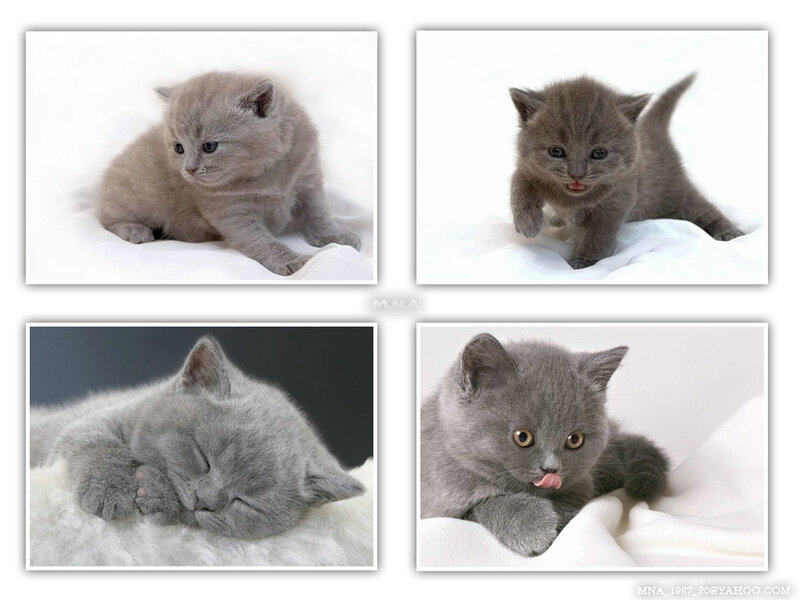 four photos of a gray kitten