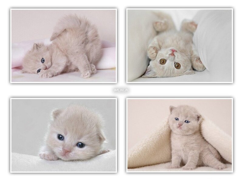 four photos of a light-colored kitten