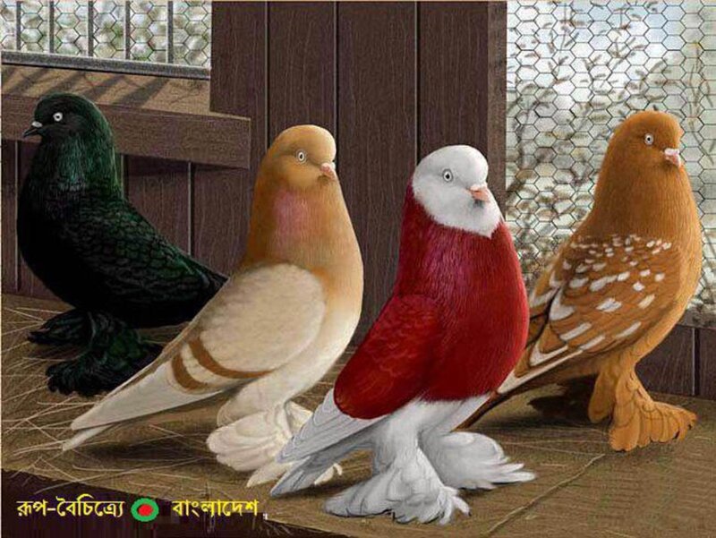 Four Pigeons in Coop — Brown, Calm