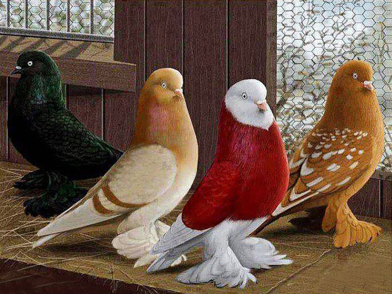 Four Pigeons in Coop — Brown