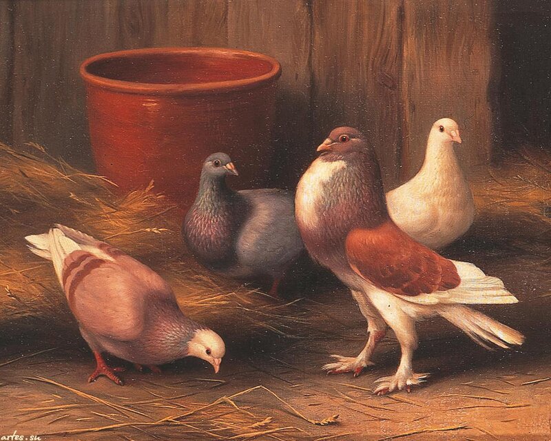 Four Pigeons in Coop