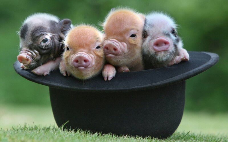 Four Piglets in Hat