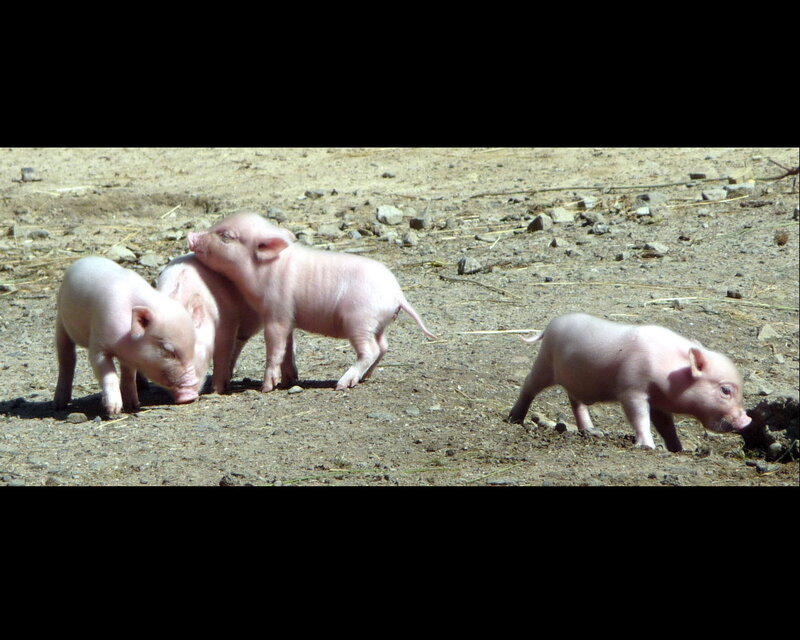 Four Piglets on Dirt