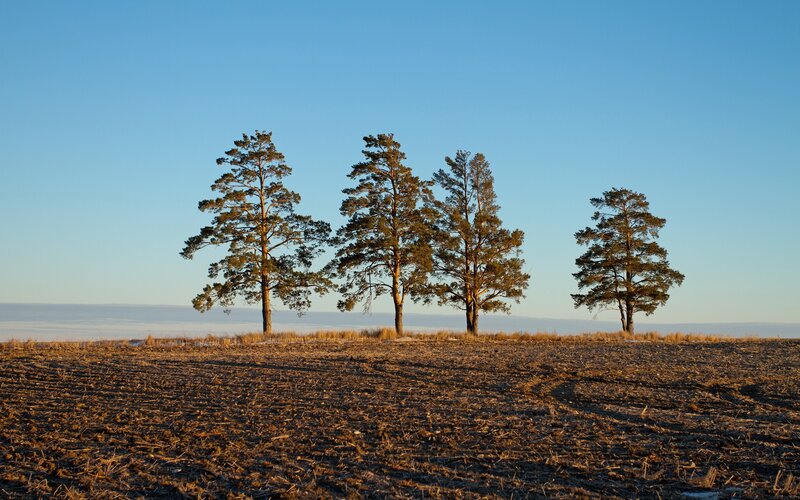 Four Pine Trees in Field — Blue