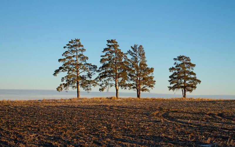Four Pine Trees in Field