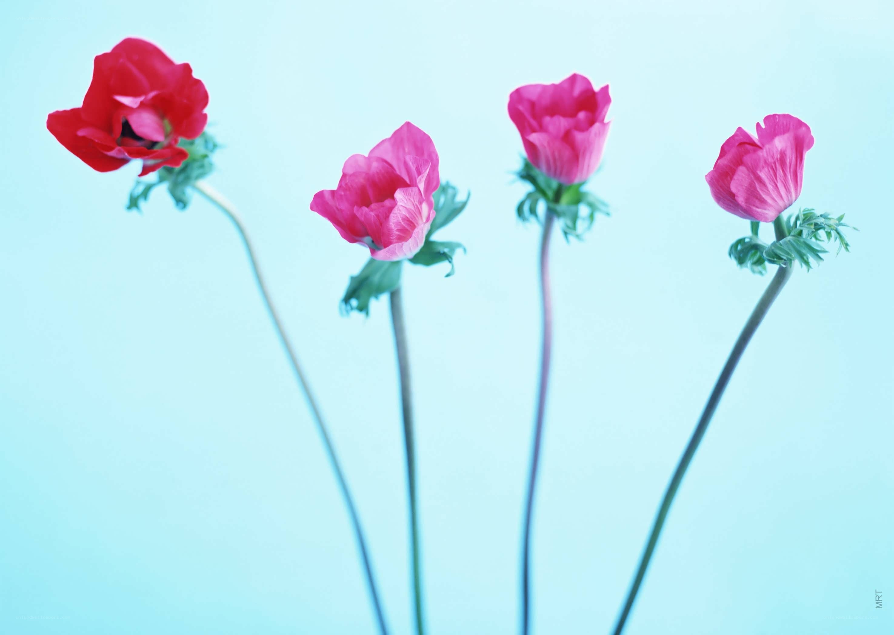Four pink flowers on a blue background
