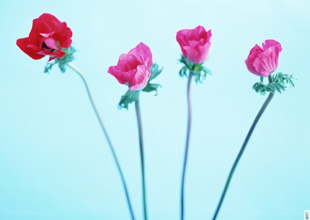 four pink flowers on blue