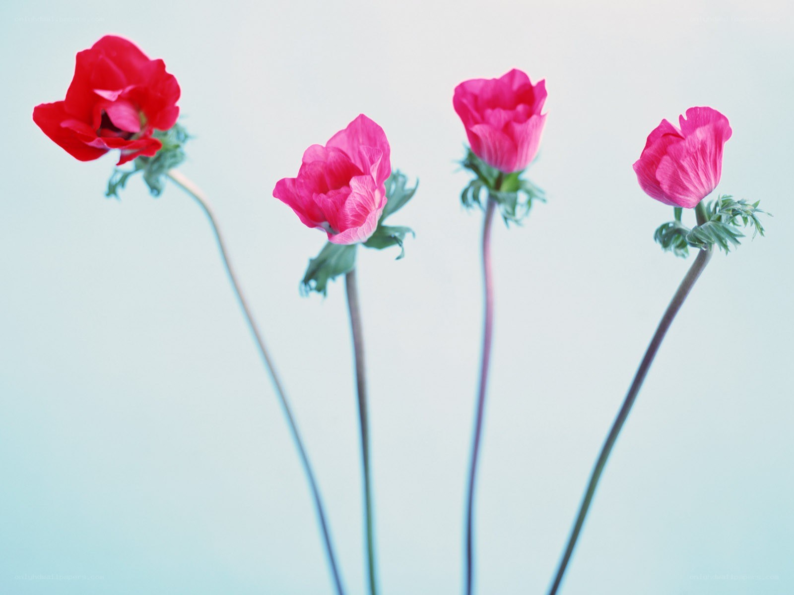 Four pink flowers on stems