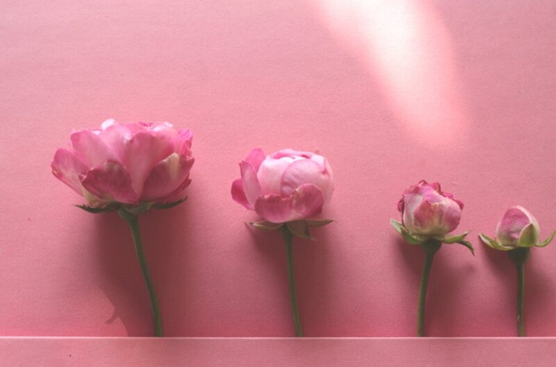 Four Pink Roses — Calm