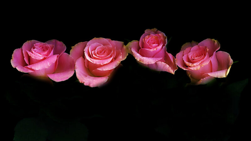 Four Pink Roses — Dramatic