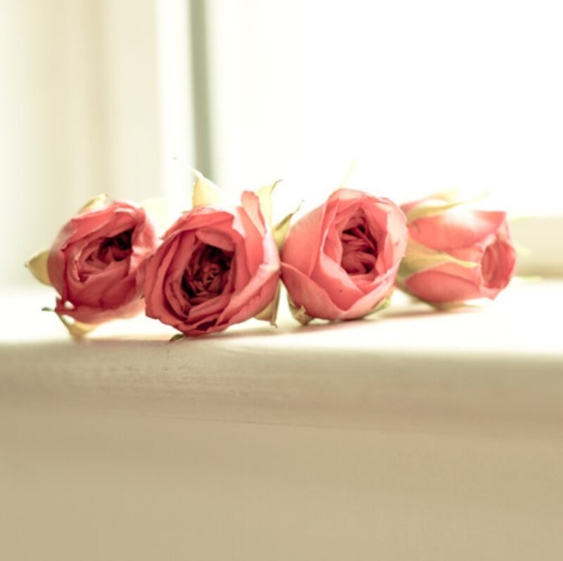 Four Pink Roses — Serene, Morning