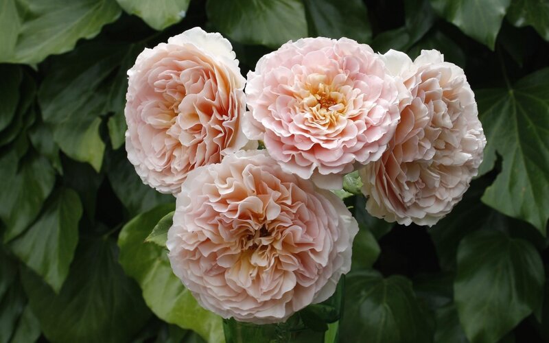 Four Pink Roses — Serene