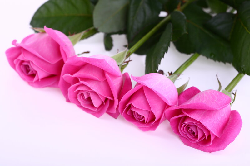 Four Pink Roses