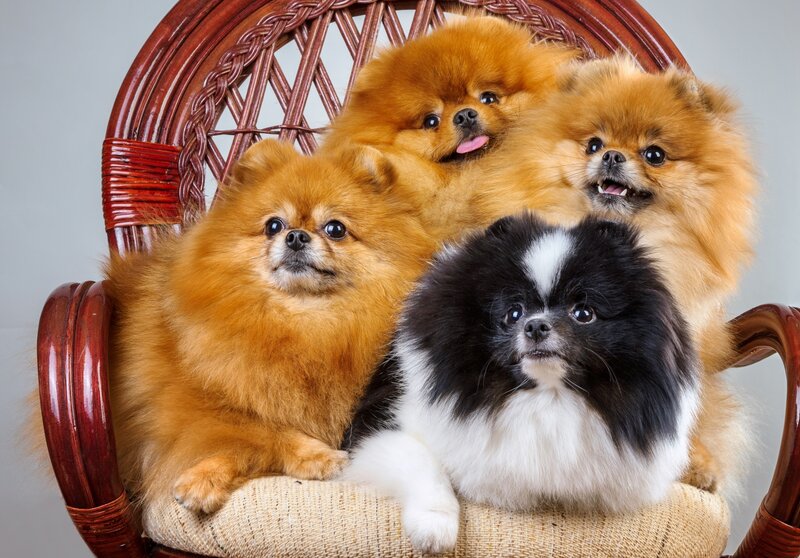 Four Pomeranian Dogs — Brown
