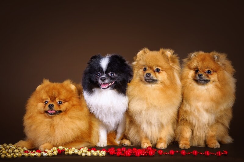 Four Pomeranian Dogs