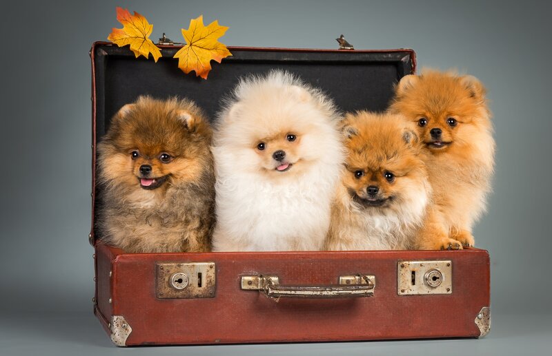 Four Pomeranian Puppies — Brown