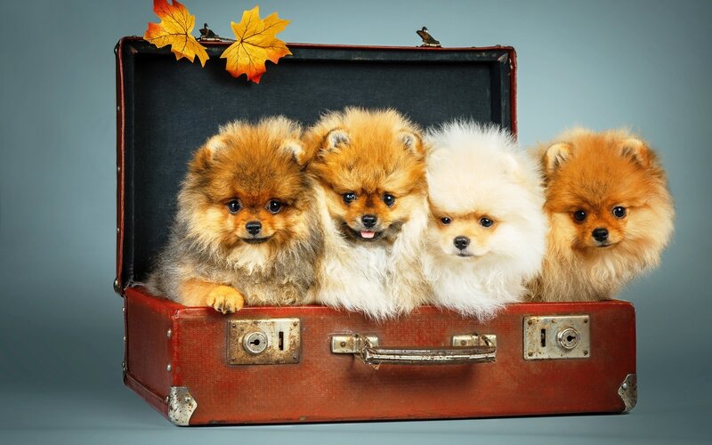 Four Pomeranian Puppies — Red