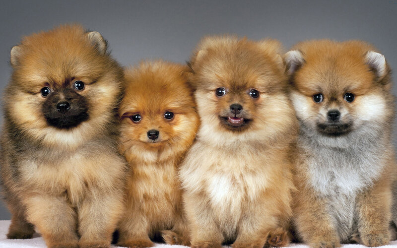 Four Pomeranian Puppies