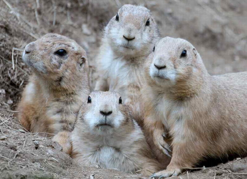 Four Prairie Dogs
