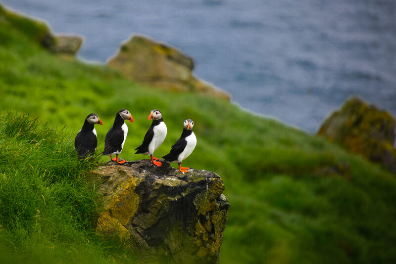 Four Puffins on Rock
