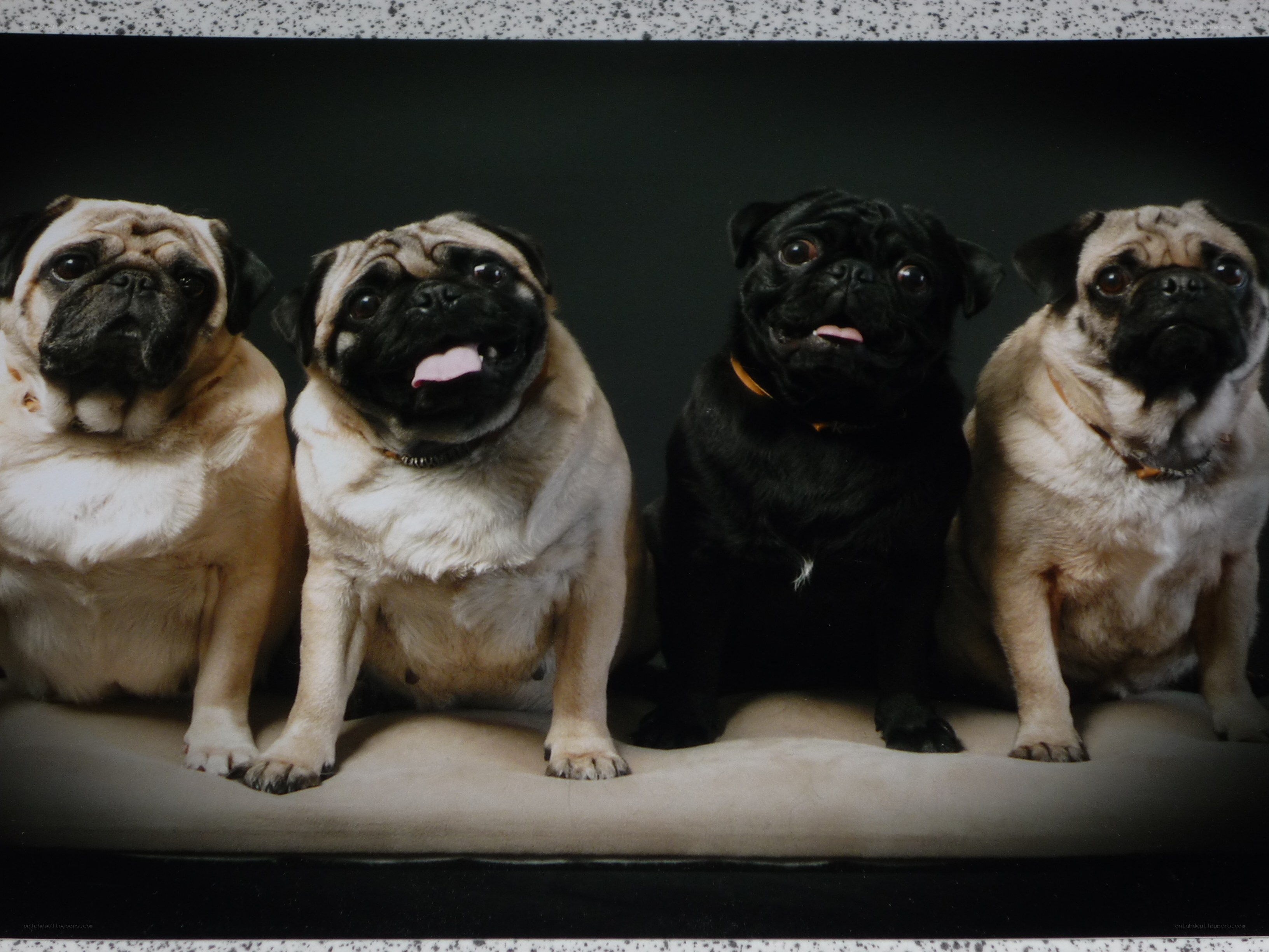 four pugs sitting together
