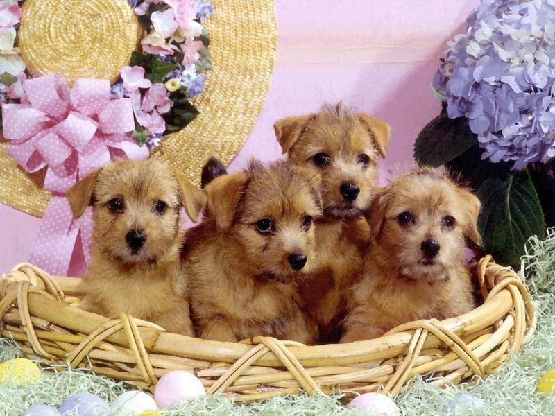 Four Puppies in Basket
