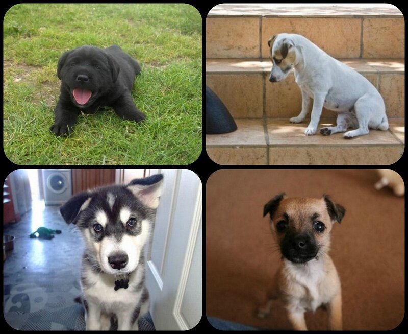 Four Puppies in Different Settings