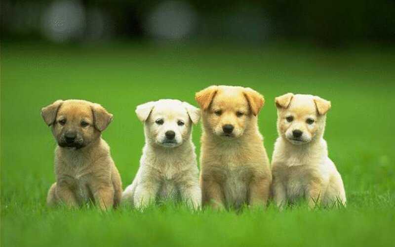 Four Puppies in Grass