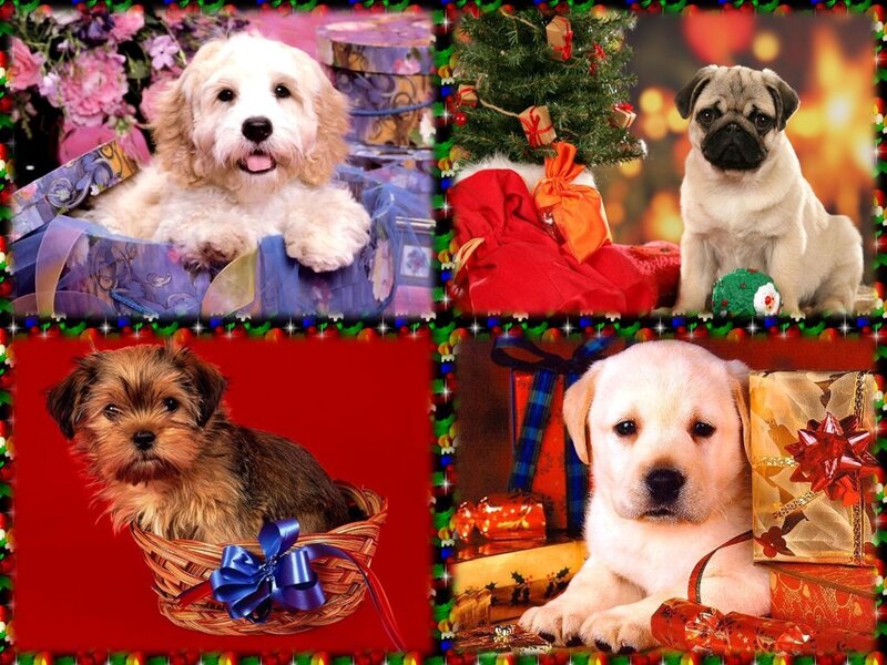 Four Puppies in Holiday Setting